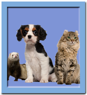 Pets - dog, cat, ferret